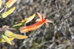 Tylecodon grandiflorus