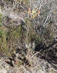 Tylecodon grandiflorus