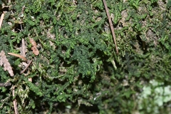 Porellaceae
