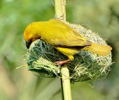 Ploceus subaureus subaureus