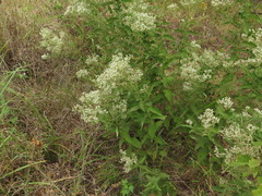 Eupatorium × truncatum