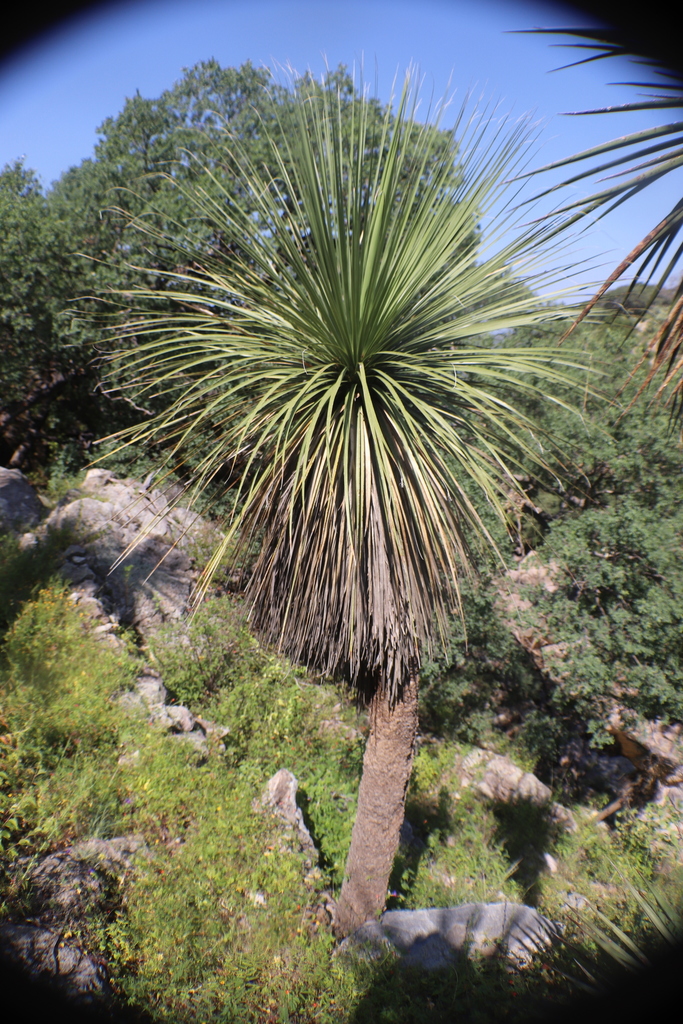 Sonora ponytail palm