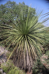 Nolina matapensis