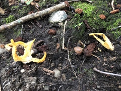 Pseudocolus fusiformis