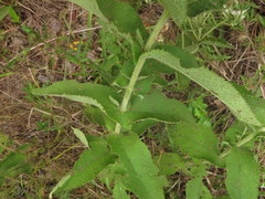 Eupatorium × truncatum
