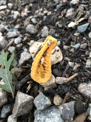 Pseudocolus fusiformis