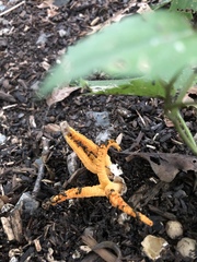Pseudocolus fusiformis