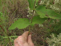Eupatorium × truncatum