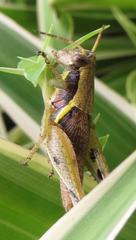 Catantopinae