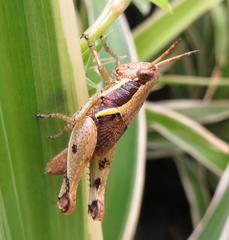 Catantopinae