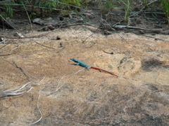Platysaurus intermedius