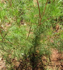 Cosmos bipinnatus