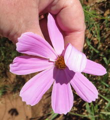 Cosmos bipinnatus