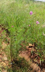Cosmos bipinnatus