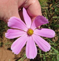 Cosmos bipinnatus