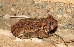 Fowler's Toad photo 3