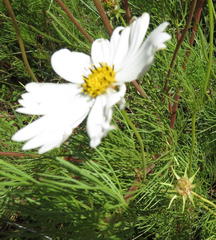 Cosmos bipinnatus