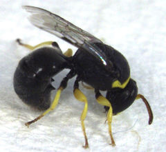 Hylaeus euxanthus