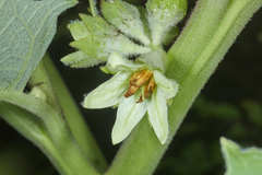 Solanum sessiliflorum