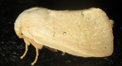 Philotherma rosa