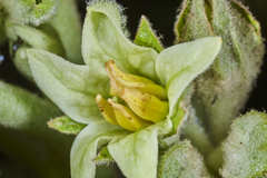 Solanum sessiliflorum