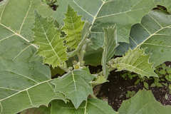 Solanum sessiliflorum