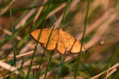 Idaea flaveolaria