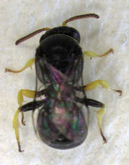 Hylaeus euxanthus