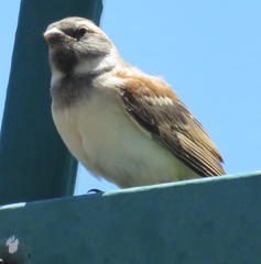 Passer melanurus