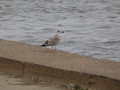 Larus argentatus