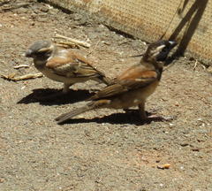 Passer melanurus