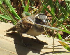 Passer melanurus