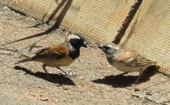 Passer melanurus