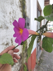 Amphilophium buccinatorium