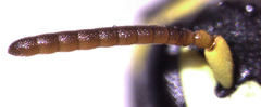 Hylaeus euxanthus