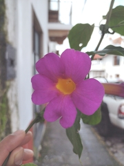 Amphilophium buccinatorium