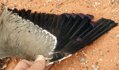 Rhinoptilus chalcopterus