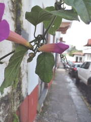 Amphilophium buccinatorium