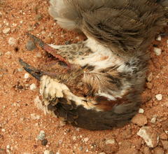 Rhinoptilus chalcopterus