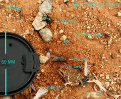 Rhinoptilus chalcopterus