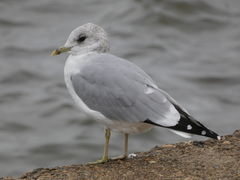 Larus canus