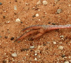 Rhinoptilus chalcopterus