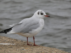 Chroicocephalus ridibundus