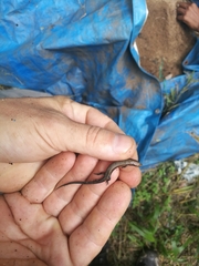 Panaspis wahlbergii