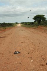 Rhinoptilus chalcopterus