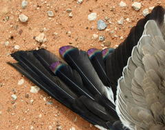 Rhinoptilus chalcopterus