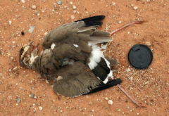 Rhinoptilus chalcopterus