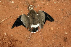 Rhinoptilus chalcopterus