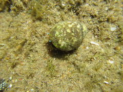 Calcinus laevimanus