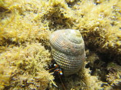 Calcinus laevimanus